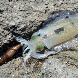 灼熱の磯でエギング ～越前海岸～